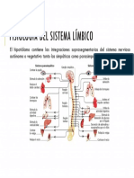 sistema nervioso autónomo e hipotálamo