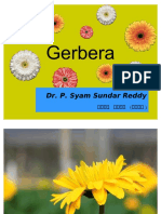 Gerbera Cultivation