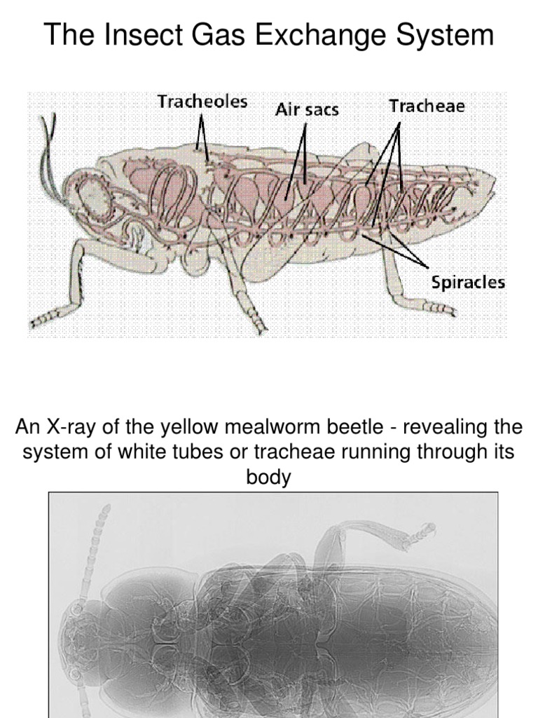 The Insect Gas Exchange System.pptx Respiratory System Insects