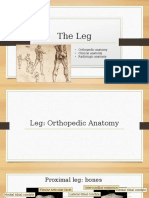 The Leg: - Orthopedic Anatomy - Clinical Anatomy - Radiologic Anatomy