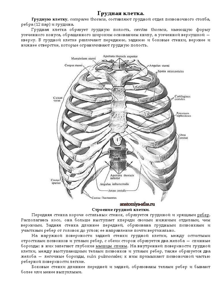 Анатомия грудной клетки женщины в картинках с описанием