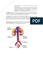 La Forma Más Importante de Excreción Es La Urinaria