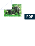 Gambar Gajah