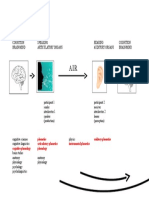 The Branches of Phonetics Explained