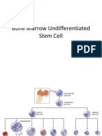 Bone Marrow Undifferentiated Stem Cell