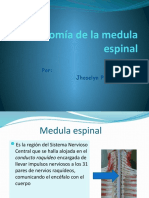 Anatomía de La Medula Espinal