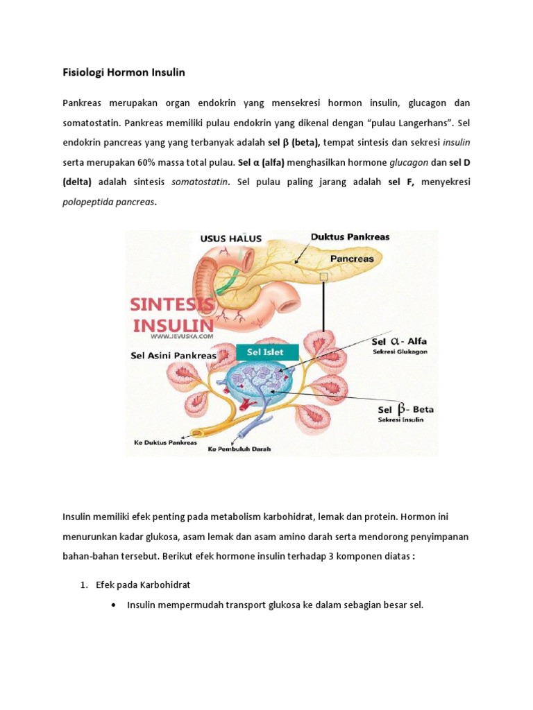 Fisiologi Hormon Insulin | PDF