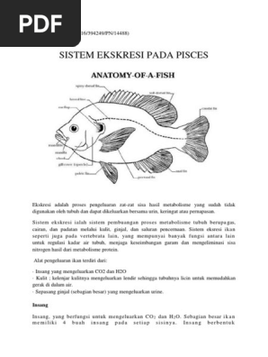 900+ Ikan Air Laut Memiliki Glomerulus Berukuran Kecil Terbaru