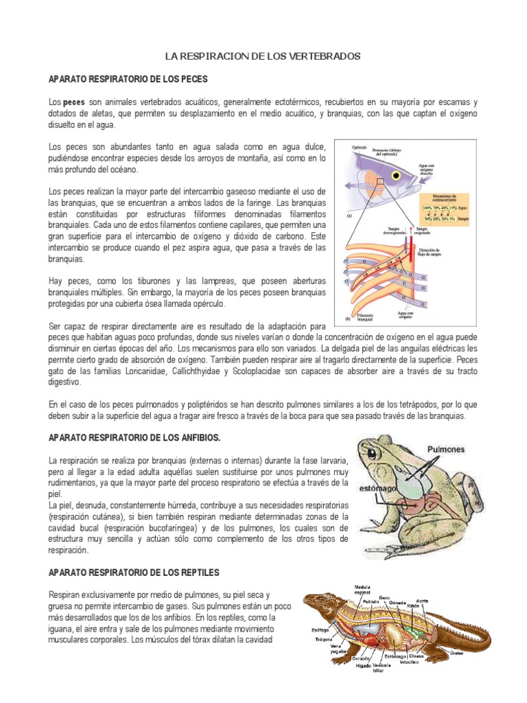 Respiracion De Los Vertebrados Docx Pescado Branquia
