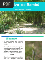 02 David Valdez El Cultivo Del Bambú 1 PDF