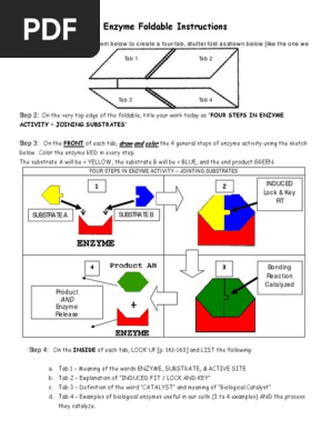 Foldable Enzyme Activity 1