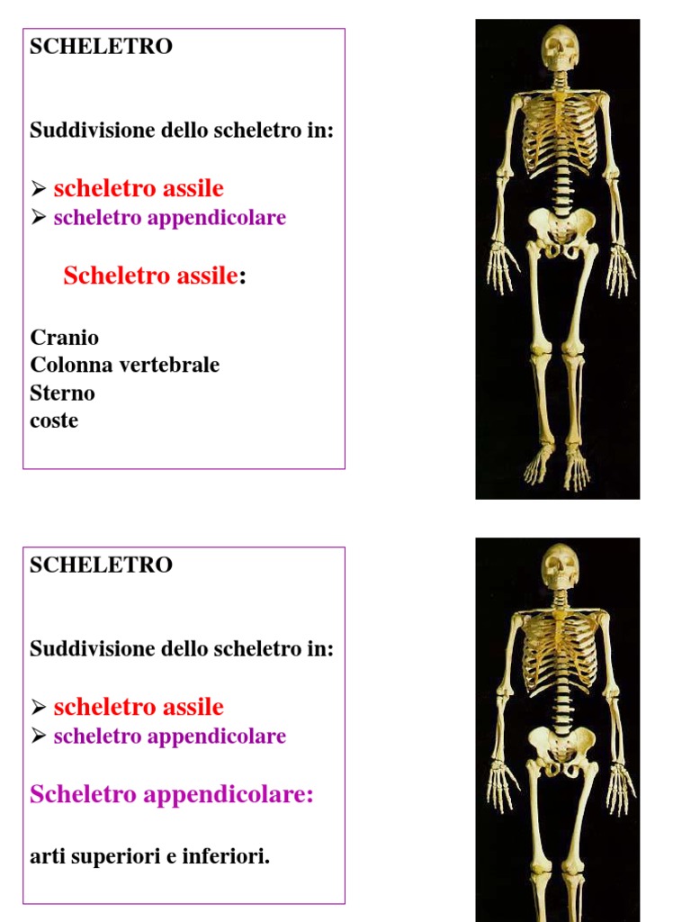 Scheletro Sn 12