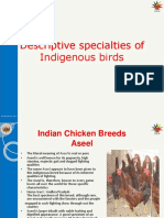 Indigenous Aseel chicken breed guide