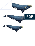 seriacion ballena