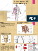 Anatomía de Los Elementos Del Esqueleto y de