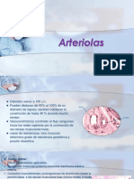 Histologia Del Tejido Vascular