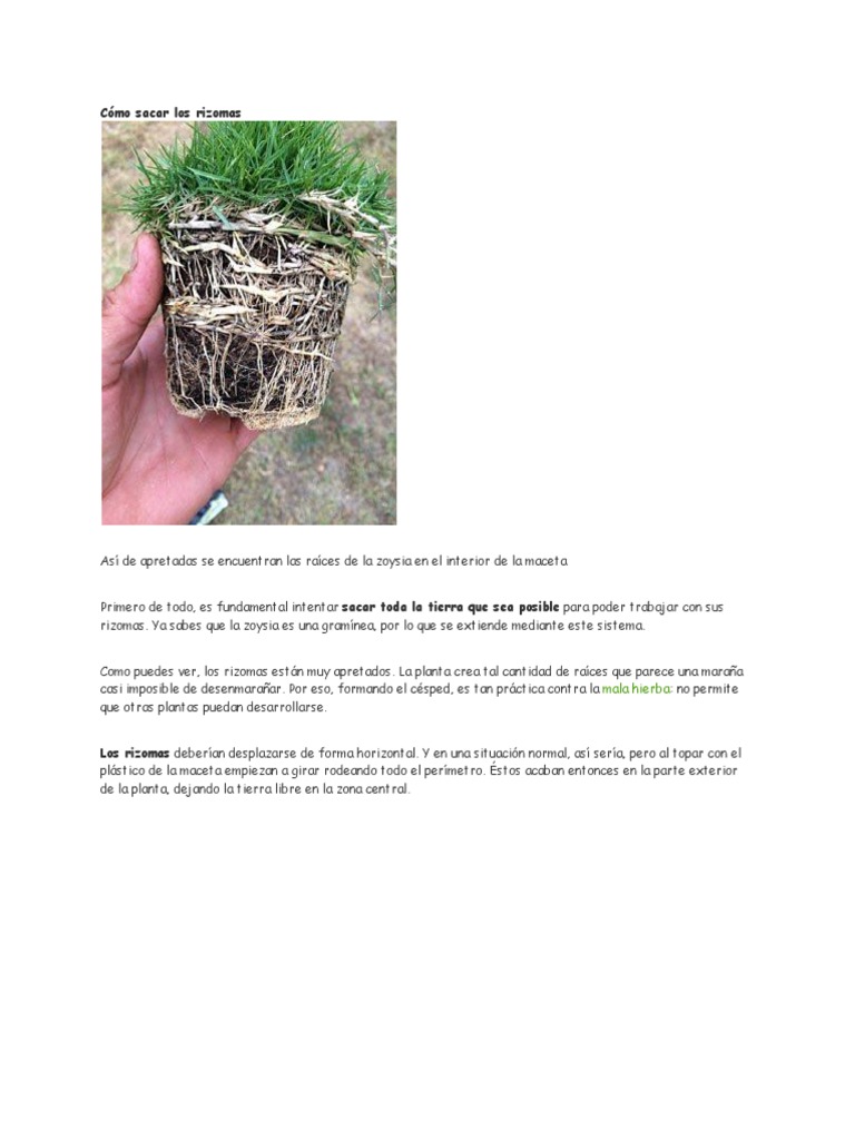 Cómo Sacar Los Rizomas | Descargar gratis PDF | Tierra | Raíz