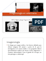 Imagenologia Veterinaria-Radiologia