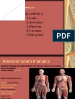 Anatomi Manusia