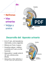 Embrio Renal y Malformaciones Cong. 2015