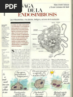 Endosimbiosis