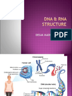 Dna & Rna Structure