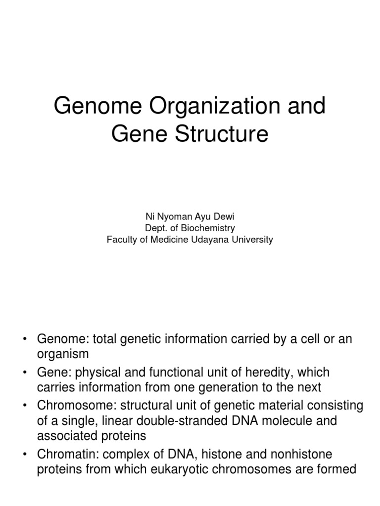 Genome Organization | PDF | Rna | Gene