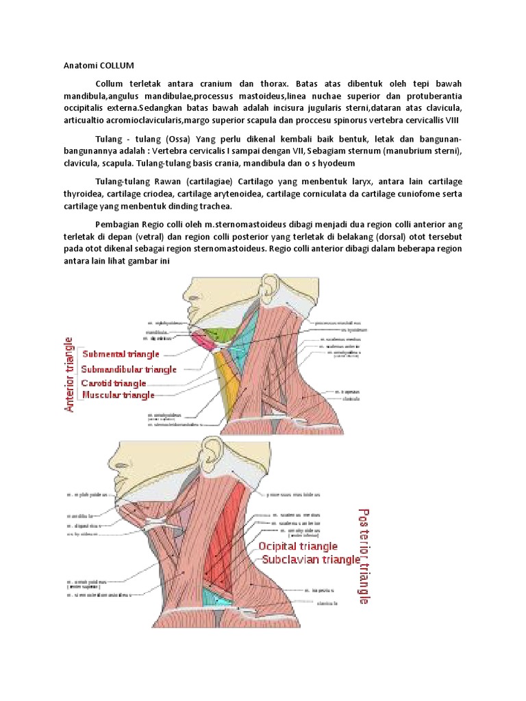 Collum Beispiele | Collum Anatomie – BDNE