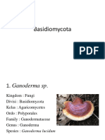 Basidiomycota