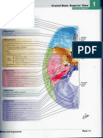 Skull Base Anatomy