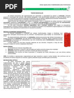Histologia Tecido Muscular
