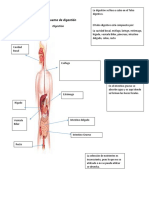 Esquema de digestión (habitat puma).docx