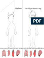 Ubica Los Órganos Internos en El Cuerpo Humano