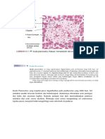 Histologi Pankreas (Insula Pancreatica)