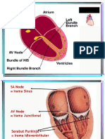 Ekg