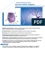 boton-sinaptico
