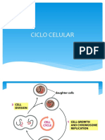 Ciclo Celular