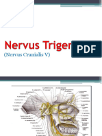 Nervus Trigeminus