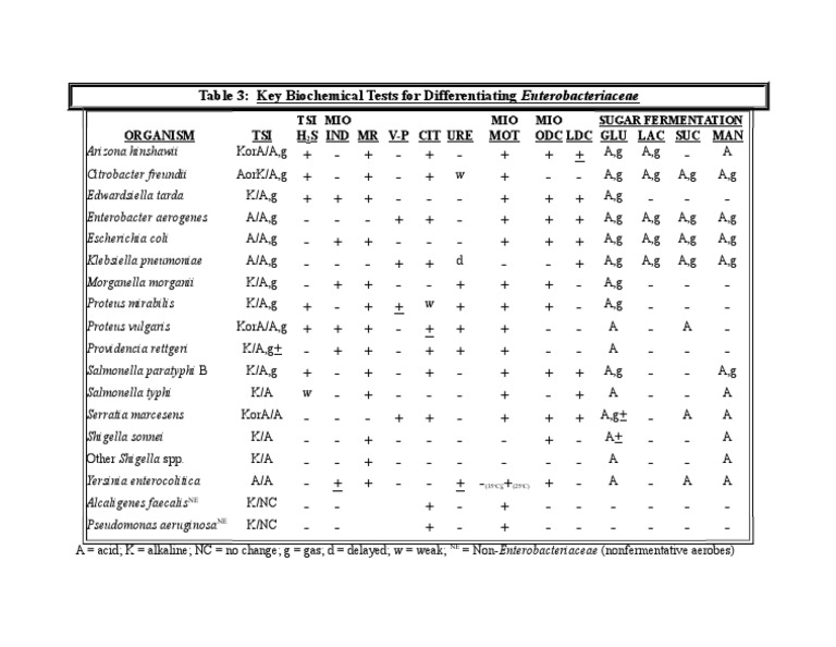 Key Biochemical Tests For Enterobacteriaceae Pdf