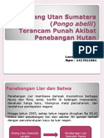 Orang Utan Sumatera (Pongo Abelii)