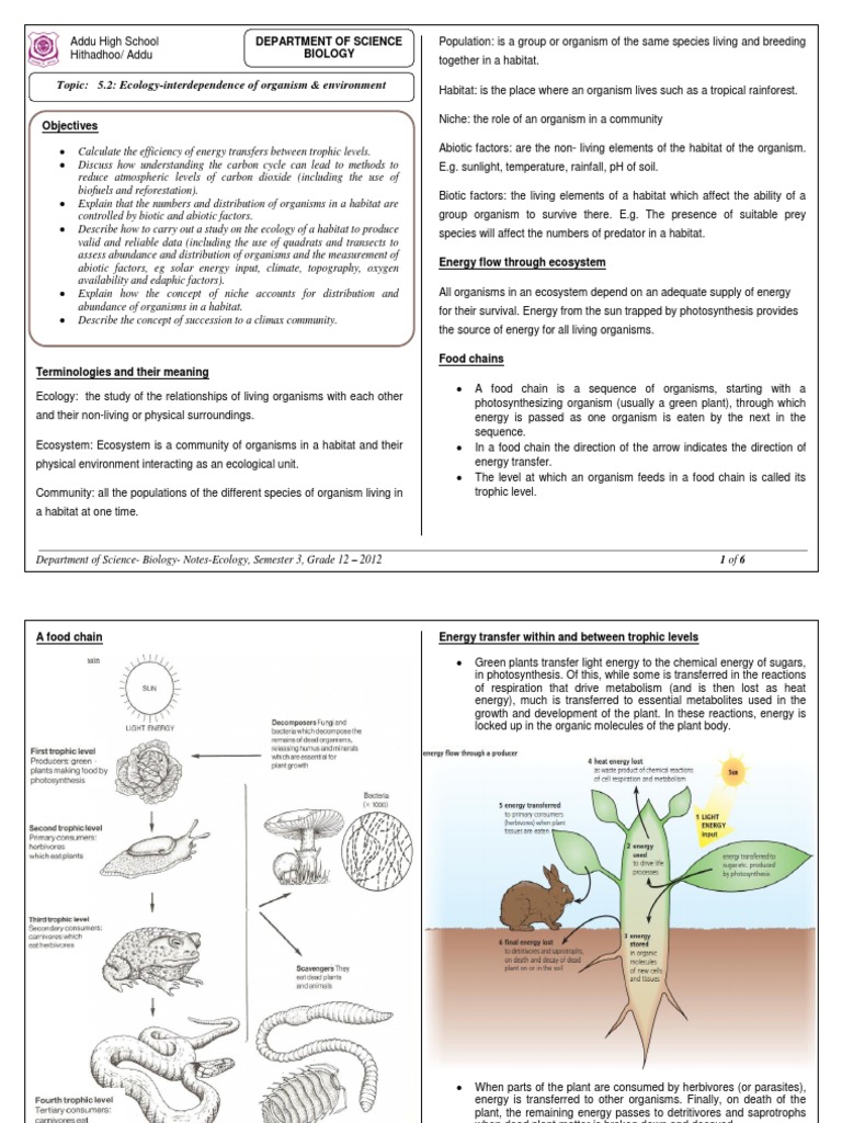 Grade 12 Ecology Notes Summary | PDF | Food Web | Ecosystem