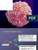 linfocits t.ppt