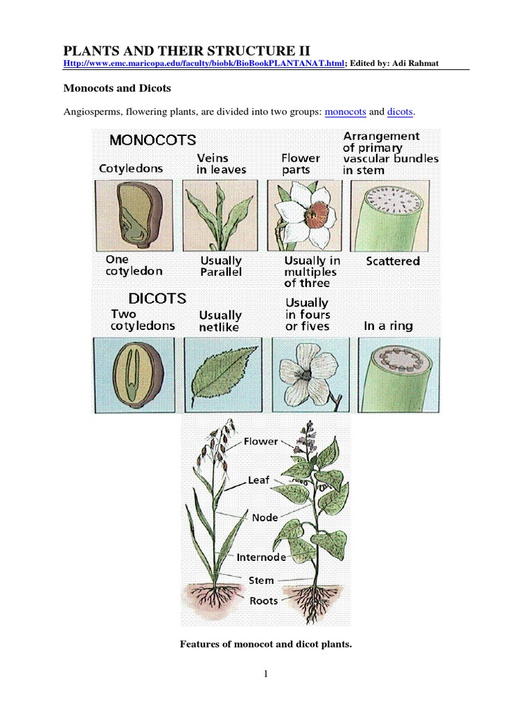29+ Vascular Bundle Arrangement In Dicot Leaf Pictures