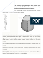 Los planos anatómicos morfofisiologia.docx
