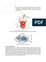 Sistem Organ Pencernaan