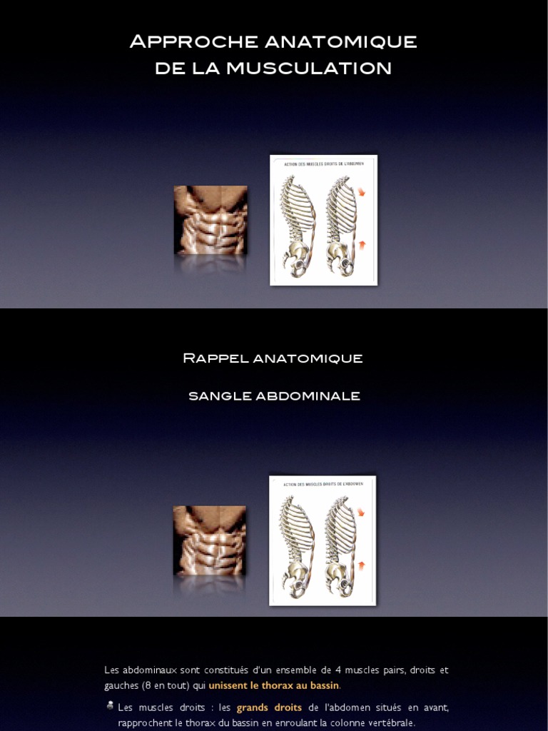 Anatomie de La Musculation | PDF | Appareil locomoteur | Anatomie humaine
