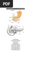 Download Pancreas and Spleen by Jay Barnedo SN35995144 doc pdf
