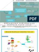 Mind Map Mekanisme Pencernaaan Ikan