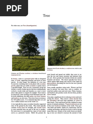 Tree