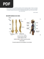 RESUMÃO DE COLUNA.pdf